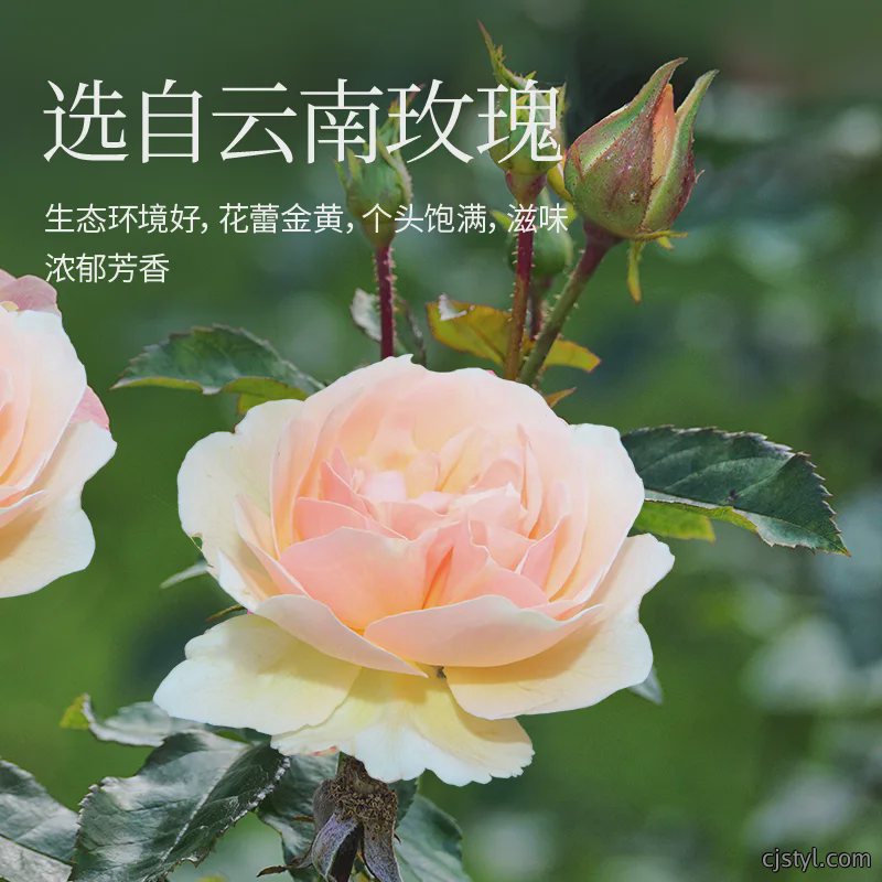 玫瑰花冻干粉
