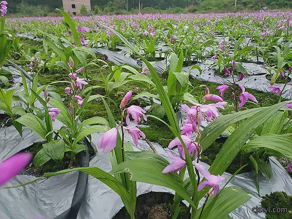 白芨基地