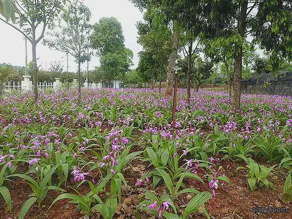 白芨种植基地