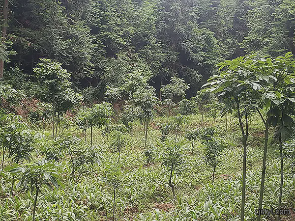 白芨种植