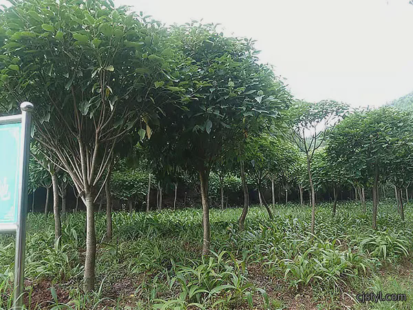 半枫荷