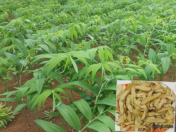 玉竹种植